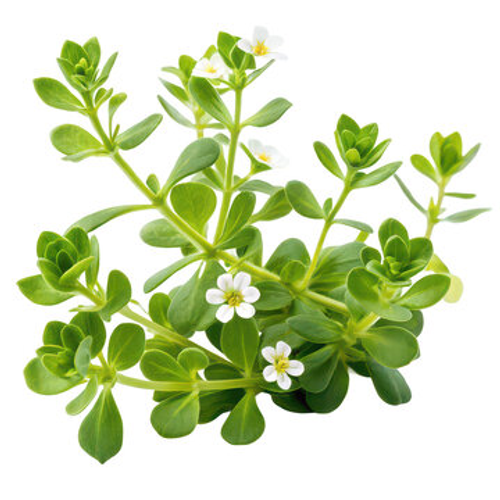 Bacopa Monnieri