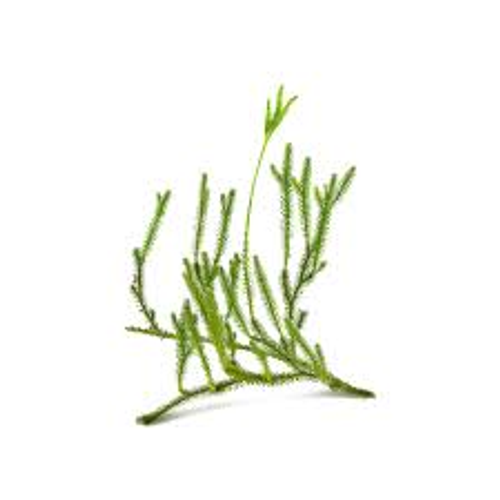Huperzia Serrata