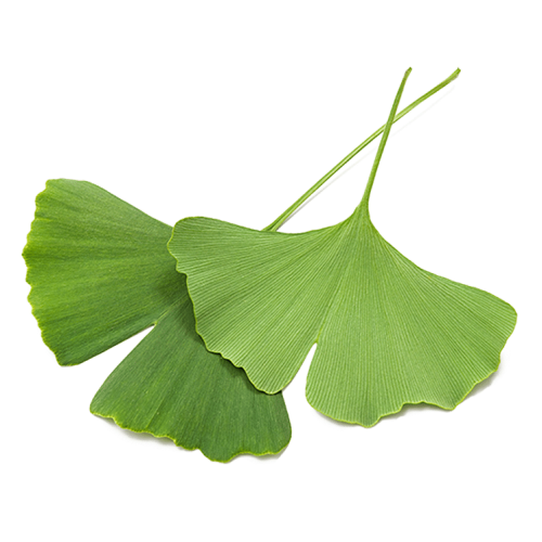 Ginkgo Biloba