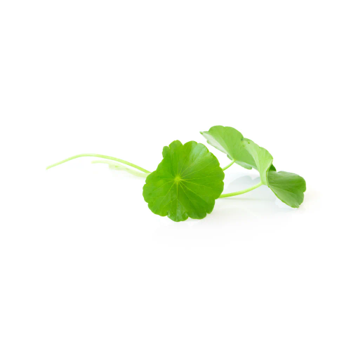 Gotu Kola