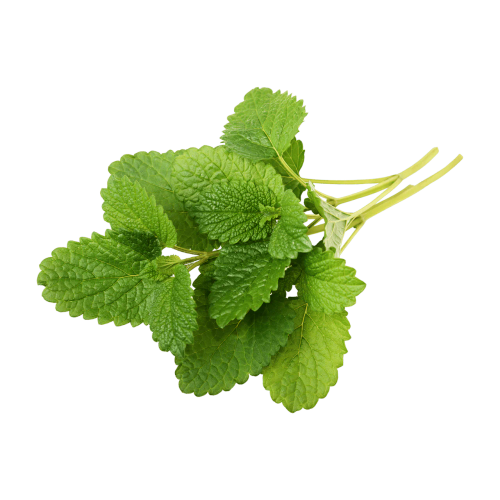 Lemon Balm