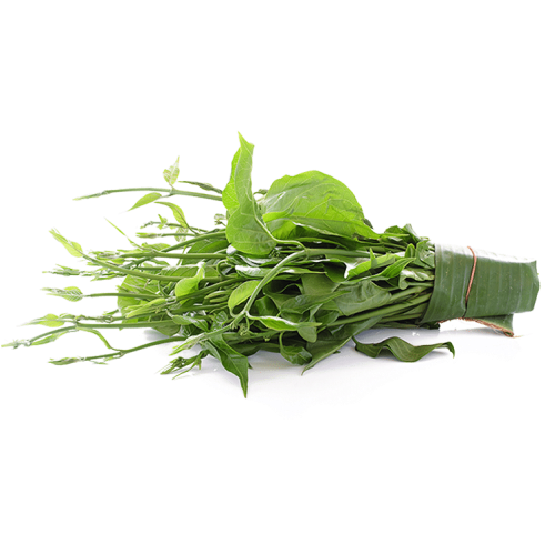 Gymnema Sylvestre