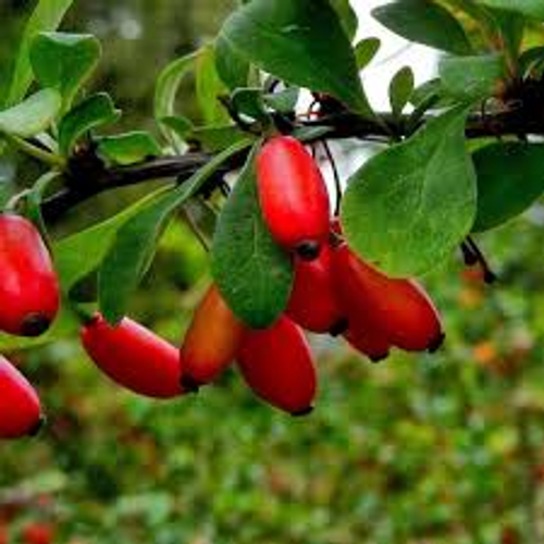 Berberine