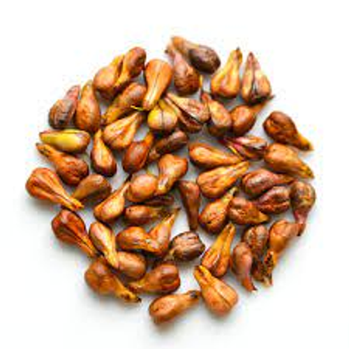 Grape Seed Extract