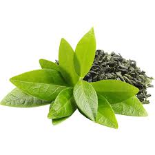 Green Tea Extract