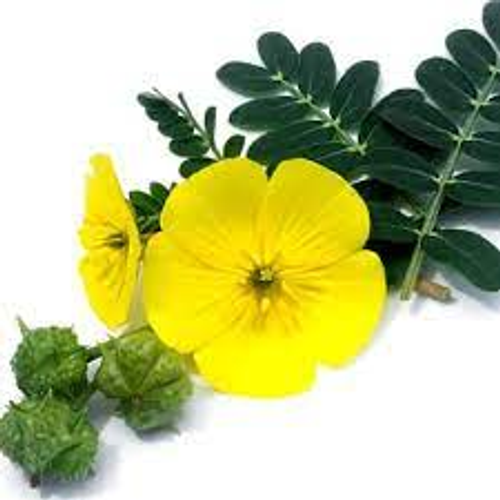 Tribulus Terrestris