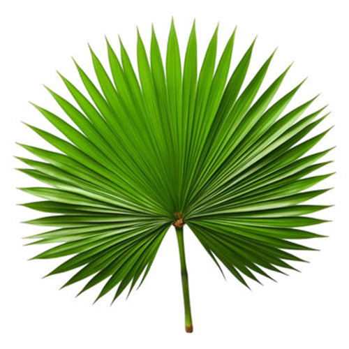 Saw Palmetto
