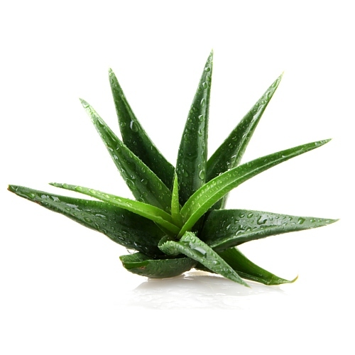 Aloe Vera Extract