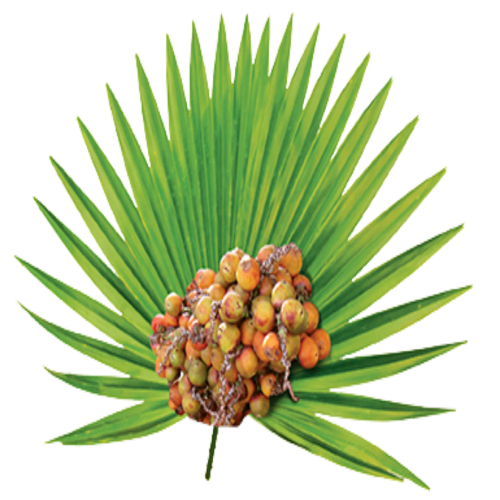 Saw Palmetto Extract