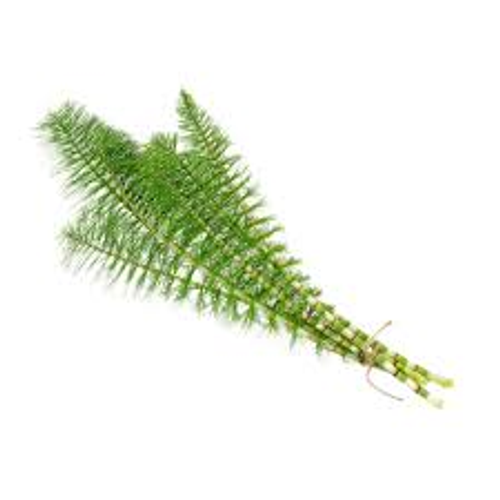Horsetail Extract