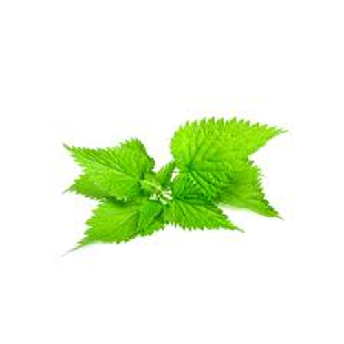 Nettle Leaf Extract