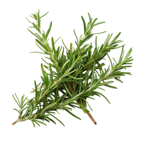Rosemary Leaf Extract