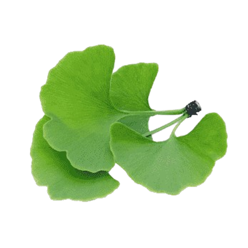 Ginkgo Biloba Extract