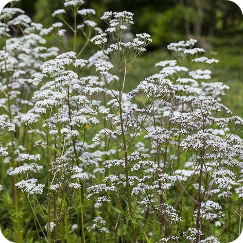 Valeriana officinalis