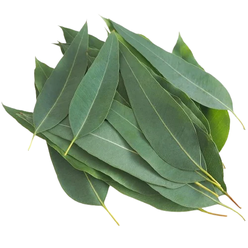 Eucalyptus globulus