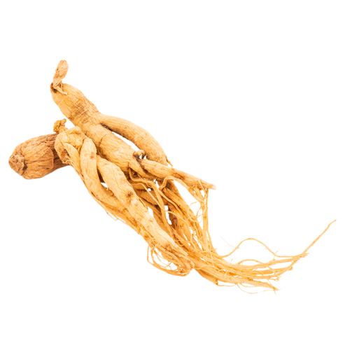 Panax Ginseng