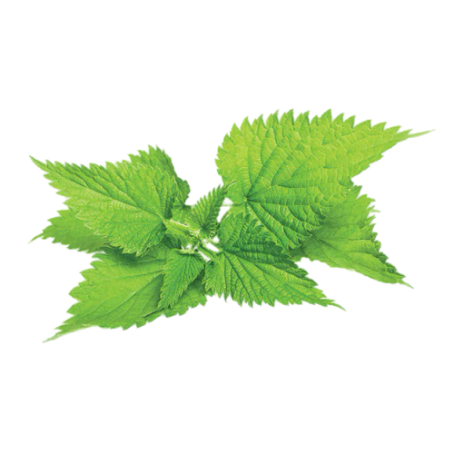 Nettle Root Extract