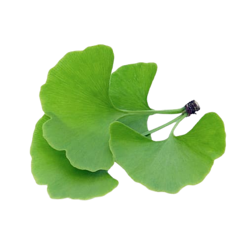 Ginkgo Biloba