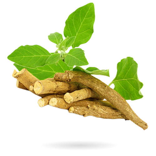 Ashwagandha Root
