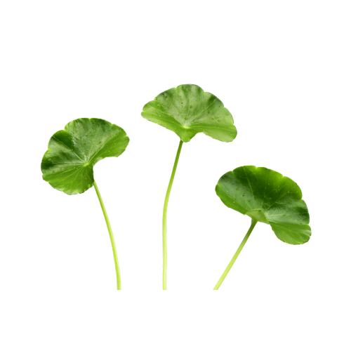 Gotu Kola
