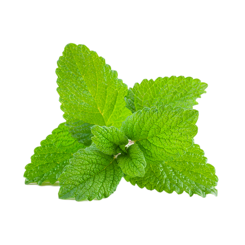 Lemon Balm