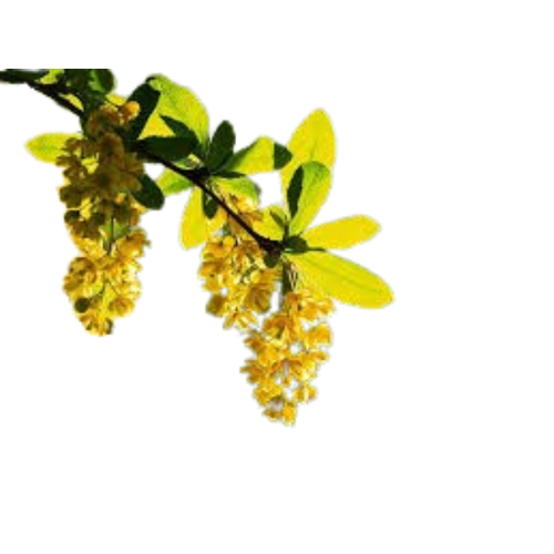 Berberine