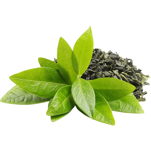 Green Tea Extract