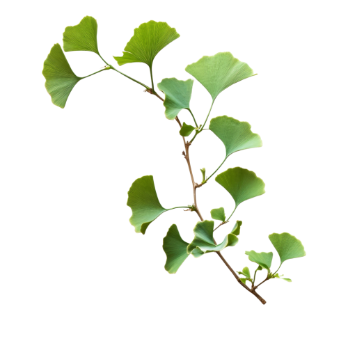Ginkgo Biloba