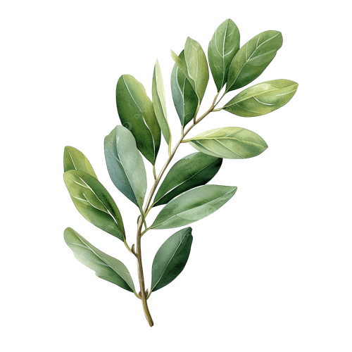 Olive Leaf