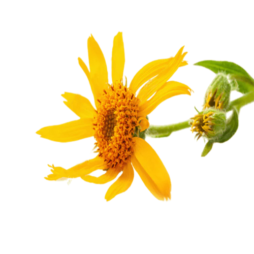 Arnica