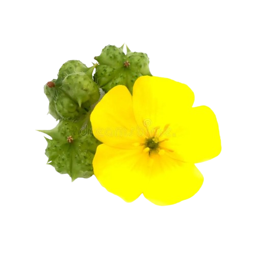 Tribulus Terrestris