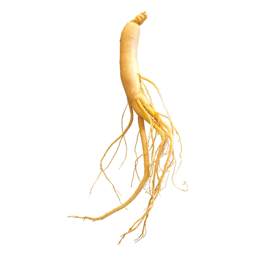 Panax Ginseng