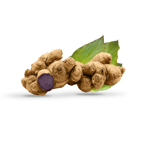 Black Ginger Extract